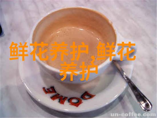 荷兰菊