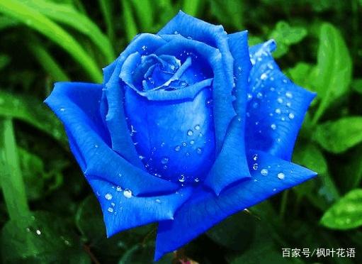 花语详解_花语资讯_花语官方/