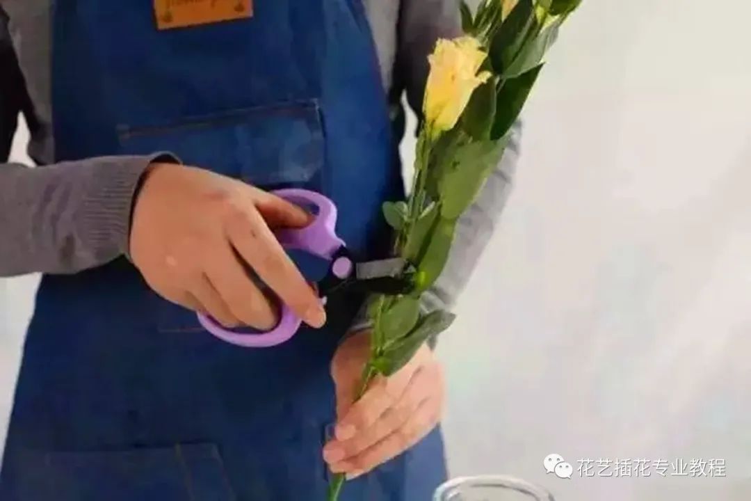 鲜花养护_鲜花养护保鲜法_玫瑰鲜花养护/