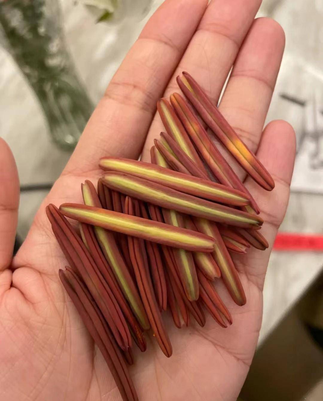 鲜花养护保鲜法_鲜花养护步骤示意图_鲜花养护/