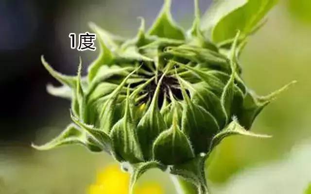 鲜花养护_带泥鲜花礼盒如何养护_睡莲鲜花养护/