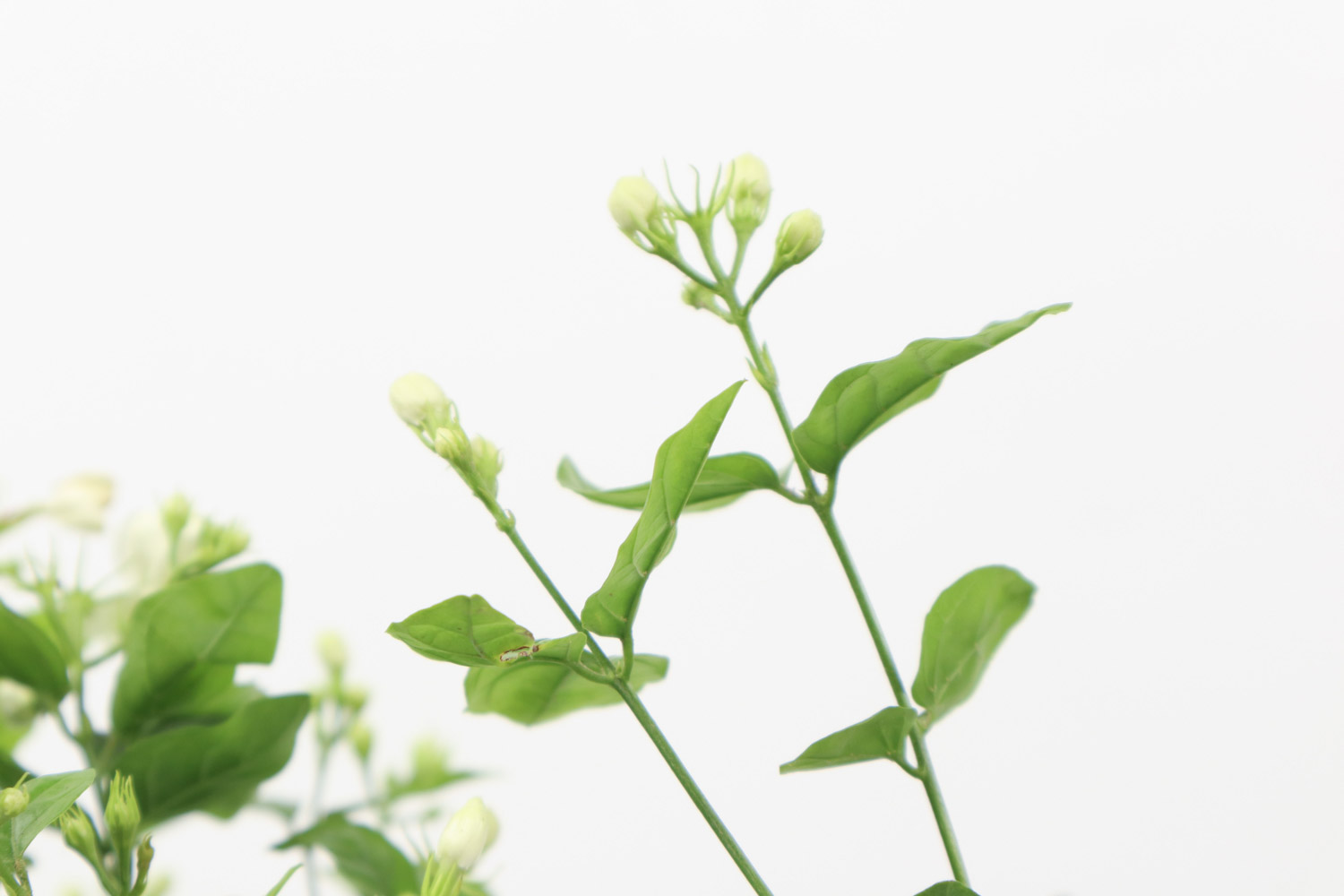 茉莉/