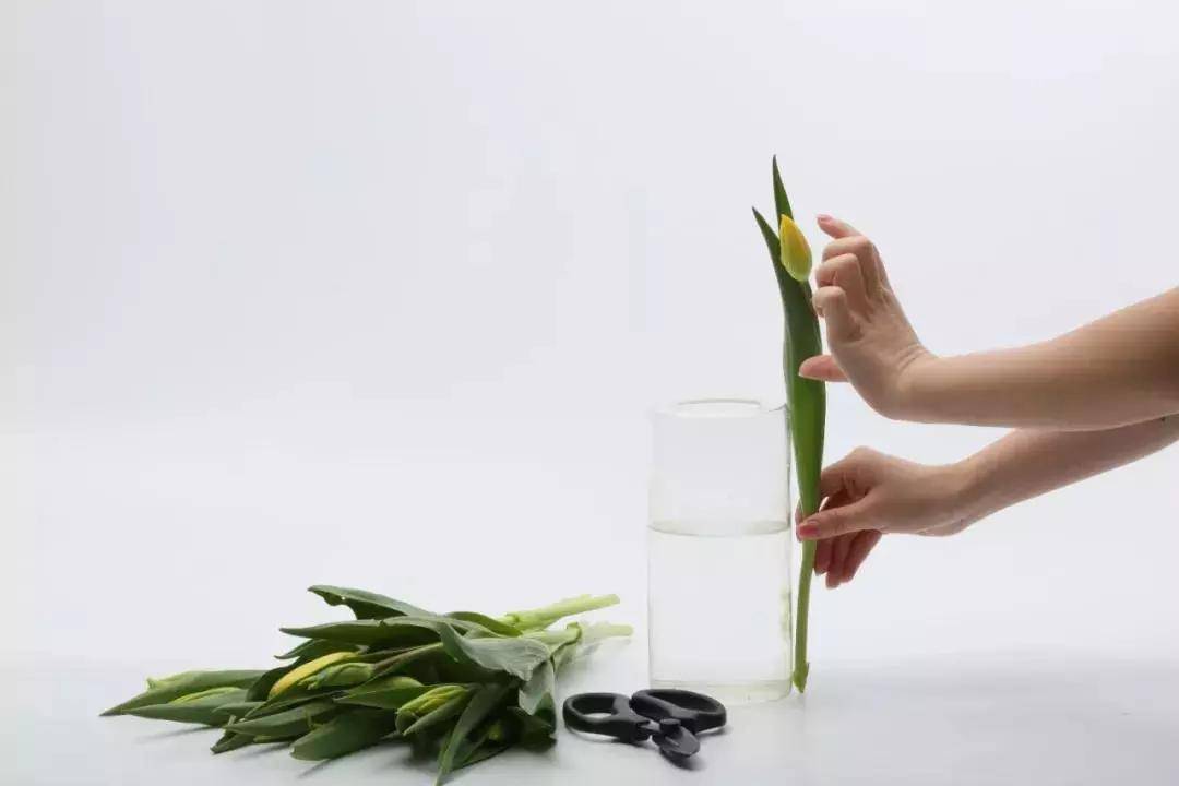 鲜花养护小知识_鲜花养护_剑兰花鲜花养护/