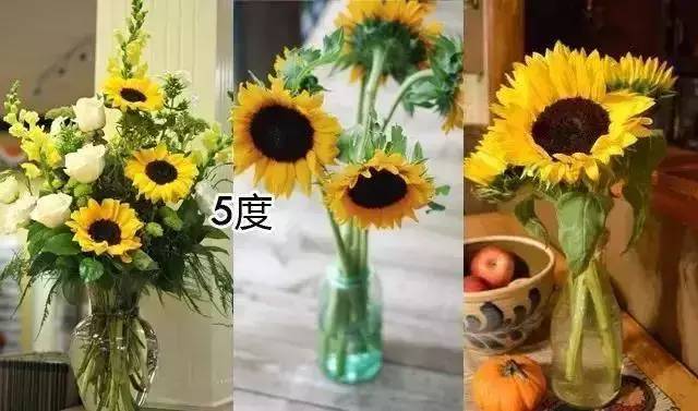 带泥鲜花礼盒如何养护_鲜花养护_睡莲鲜花养护/