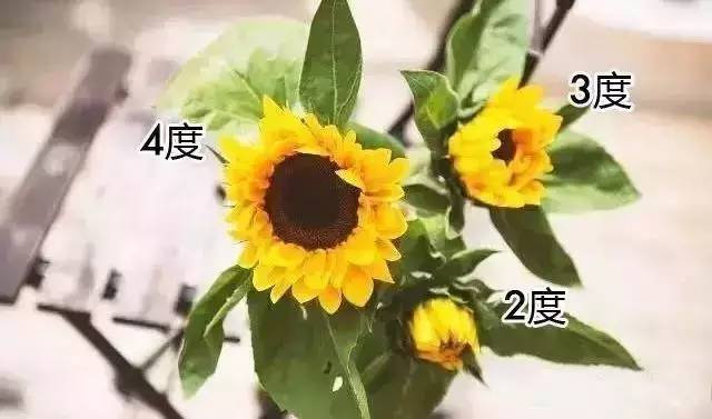 睡莲鲜花养护_带泥鲜花礼盒如何养护_鲜花养护/