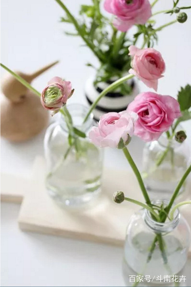 鲜花养护保鲜法_鲜花养护方法_鲜花养护/