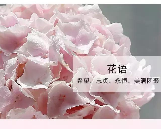 常见鲜花养护大全（一）/