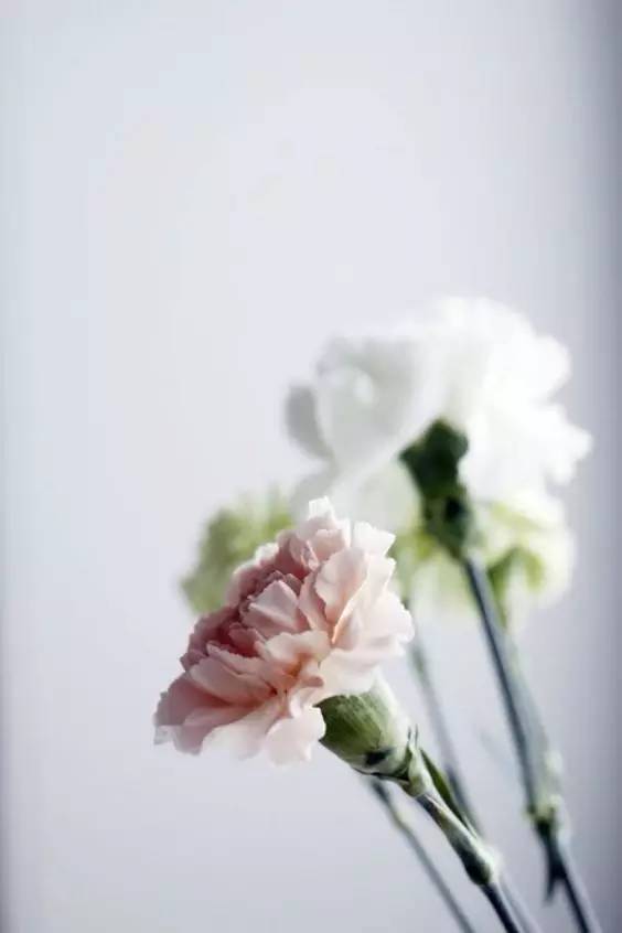 鲜花养护_鲜花养护步骤示意图_鲜花养护保鲜法/