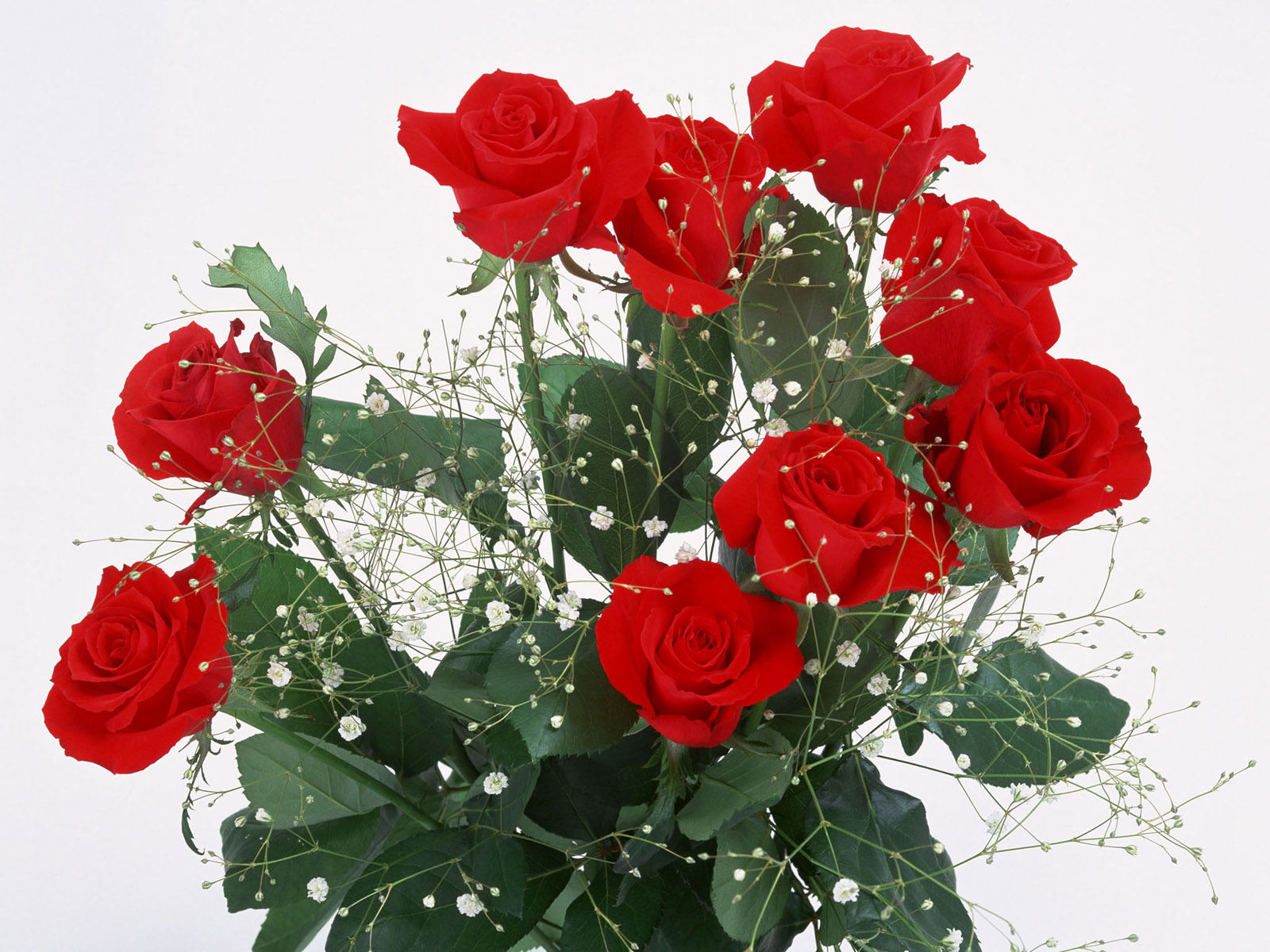 向日葵鲜花养护方法_鲜花养护_鲜花养护说明/