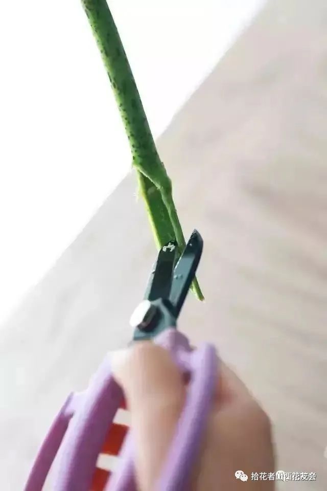 鲜花养护方法_鲜花养护保鲜法_鲜花养护
