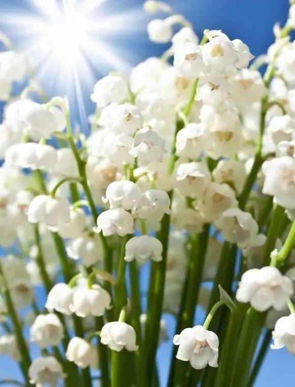 送花艺术_送花的艺术_送花艺术朋友生日