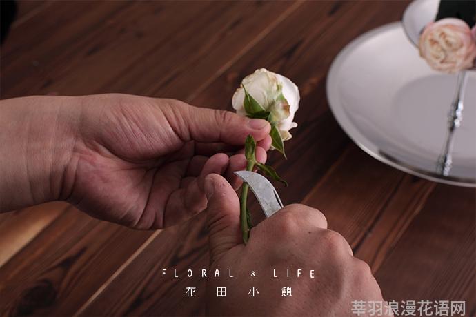 鲜花养护步骤示意图_睡莲鲜花养护_鲜花养护