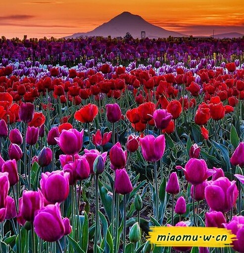 鲜花养护_鲜花养护保鲜法_鲜花养护方法