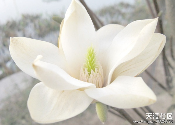 花语故事会_花语故事_花语故事英文缩写怎么写