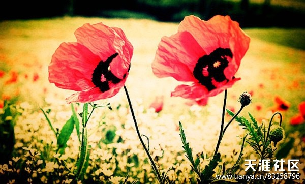 花语故事_花语故事会_花语故事英文缩写怎么写
