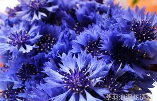 矢车菊