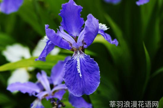 莺尾花