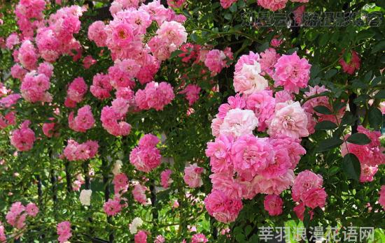 蔷薇花