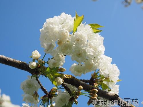 鲜花养护小知识_鲜花养护方法_鲜花养护
