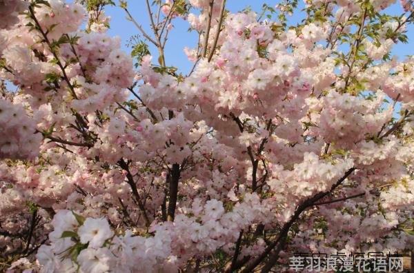鲜花养护_鲜花养护小知识_鲜花养护方法