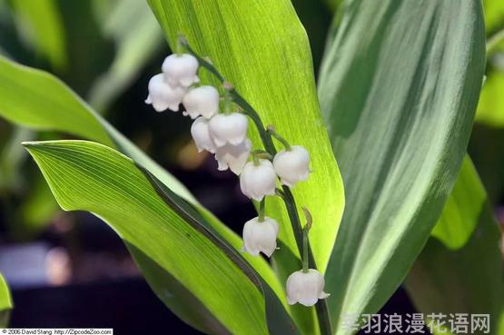 铃兰花语和寓意_铃兰花图片_铃兰花
