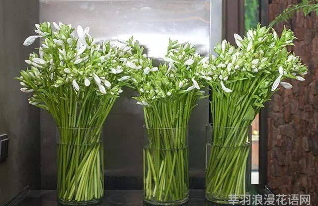 鲜花养护小知识_鲜花养护_鲜花养护保鲜法