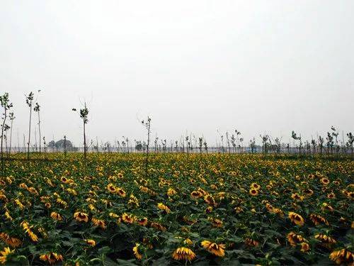 郁金香花语故事_花语故事_花语故事英文缩写怎么写
