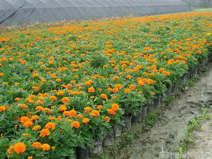 孔雀草的花语和象征寓意