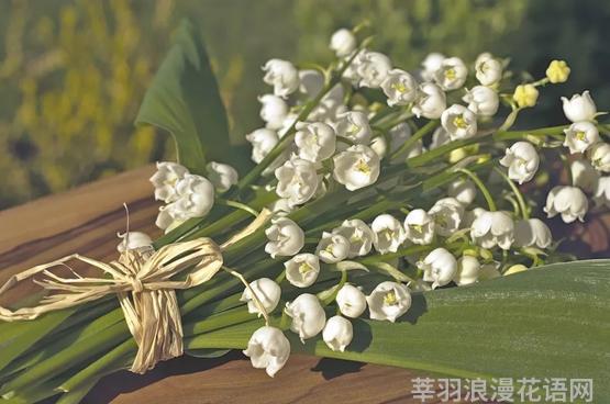 铃兰花_铃兰花图片_铃兰花语和寓意